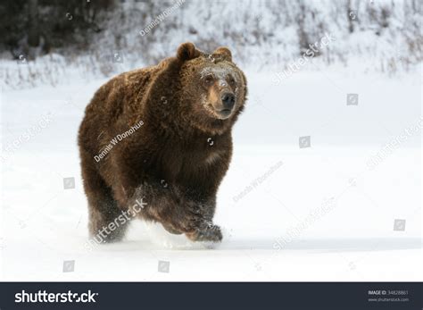Grizzly Bear Running Snow Stock Photo 34828861 Shutterstock