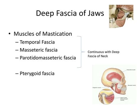 Ppt Complex Odontogenic Infections Powerpoint Presentation Free