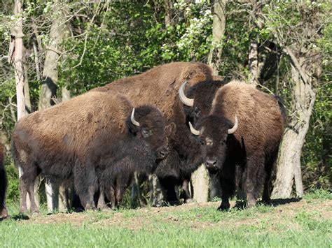 A Brief History Of The Bison — Lc Nature Park