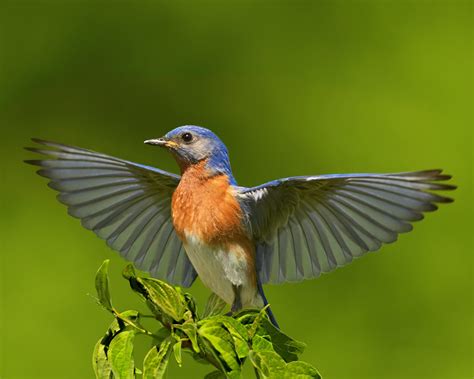 Eastern Bluebird Audubon Field Guide