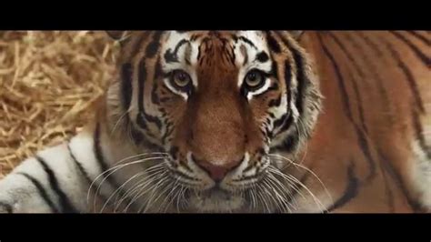 Tiger Cubs Born At Woburn Safari Park Keeper Interview