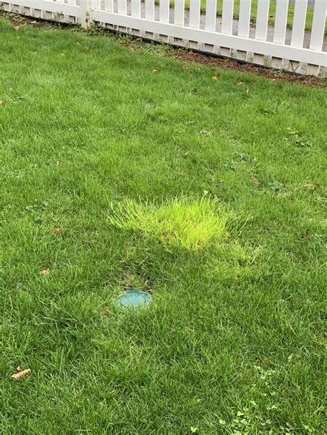 What Is This Strange Patch Of Bright Green Grass Rlandscaping