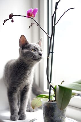 If your cat is anything like our delilah, then yours loves to eat flowers. Photos of Poisonous Plants and Flowers for Cats