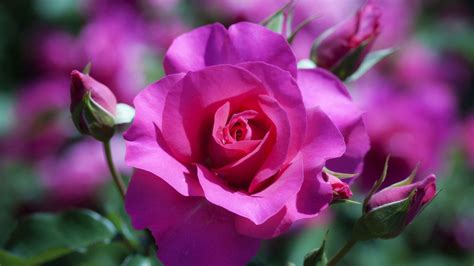Rose Flower Wallpaper For Phone Best Flower Site