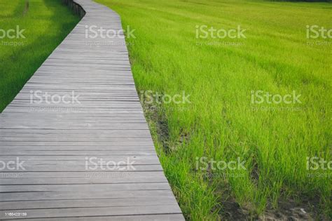 Wooden Bridge Footbridge Walkway Pathway Along Rice Paddy Field Stock