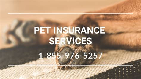Reply from akc pet insurance. Pet Insurance Copalis Beach WA - Affordable Dog Insurance ...
