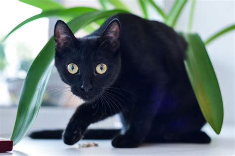 The Bombay Cat Breed History Fun Facts And Myths Prettylitter