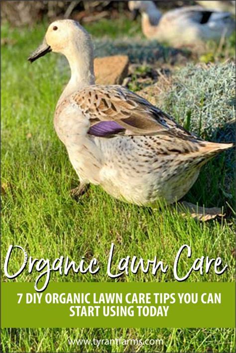 7 Diy Organic Lawn Care Tips You Can Start Using Today Tyrant Farms