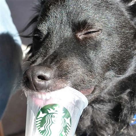 What Is A Starbucks Puppuccino Homemade Recipe