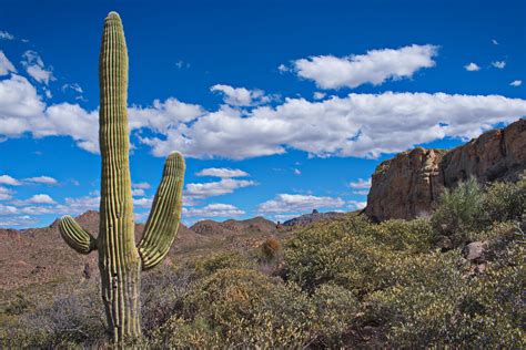 A Photogenic Cactus Superstition Wilderness Arizona Usa Oc