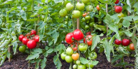 Stages Of Tomato Plant Growth Life Cycle