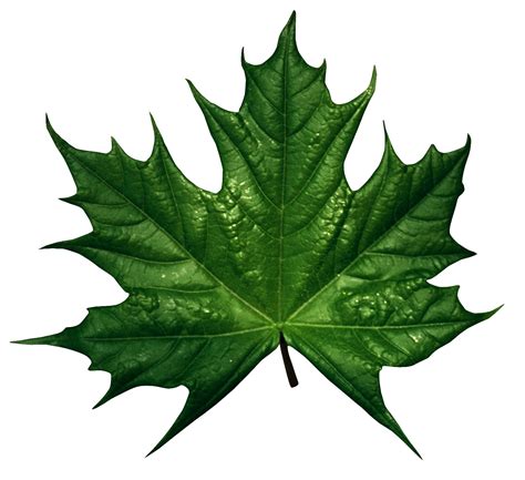 Green Leaf Png Transparent Image Download Size 1499x1372px