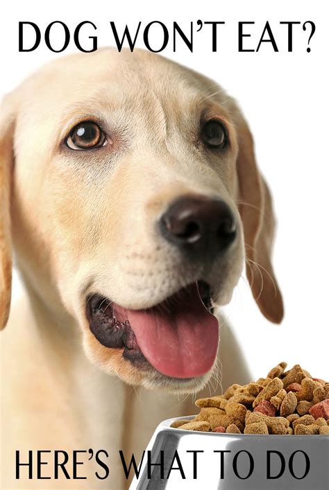 I do not yell at him if he has an accident inside. My Dog Won't Eat - What To Do When Your Lab Is Off His Food