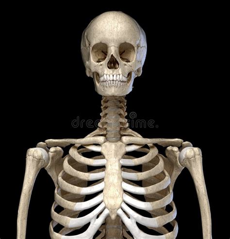 Human Anatomy Skeletal System Of The Torso Front View Stock