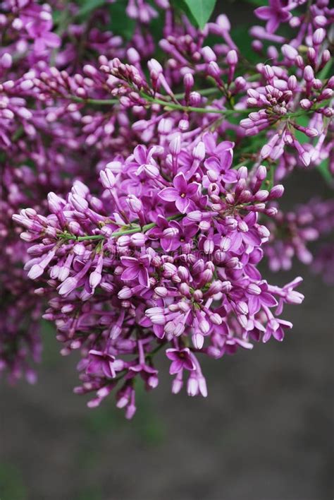 Close Up Of Fragrant Purple Lilac Flowering Stock Photo Image Of