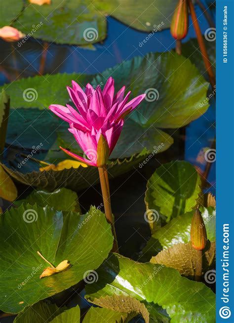 Close Up Of A Blooming Flower Of A Red Water Lily Stock Image Image