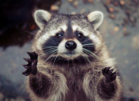 Hug Me Cute Animals Animals Wild Cute Raccoon