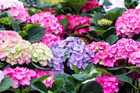 20 Of The Best Plants For Shade Install It Direct