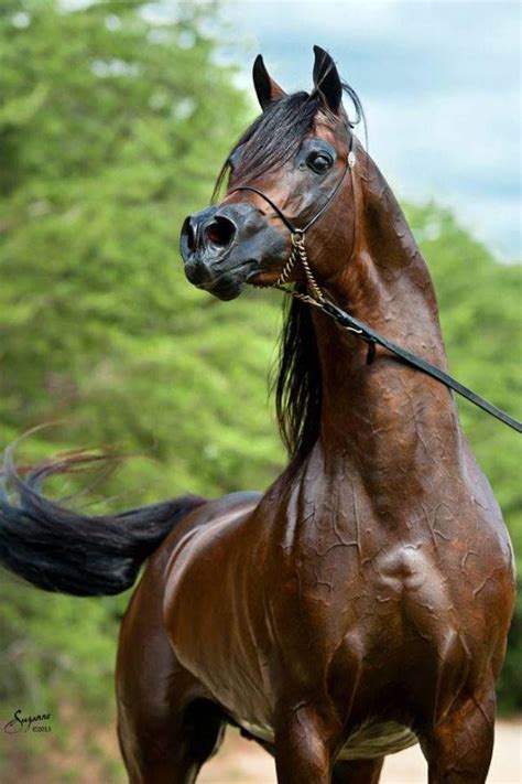 3ds max + ma fbx obj. Faruk Tin on Twitter | Beautiful arabian horses, Percheron ...