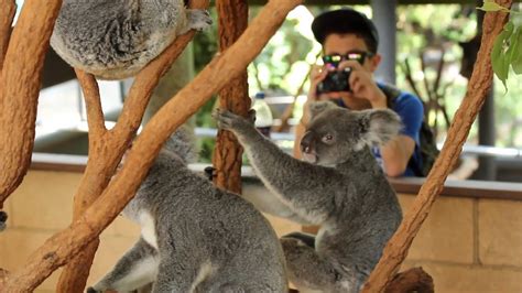 A Day At Lone Pine Koala Sanctuary In Brisbane Qld Youtube