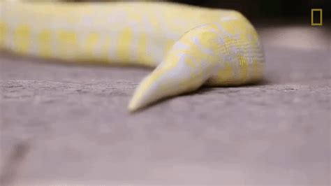 Slither National Geographic Gif By Nat Geo Wild Find Share On Giphy