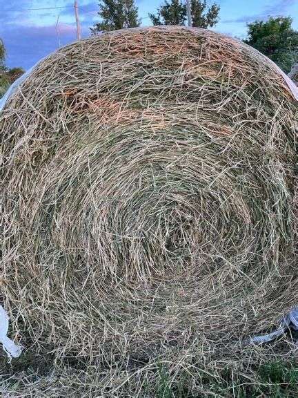 75 First Cutting Pure Alfalfa 4x5 Net Wrap Round Bales No Weeds