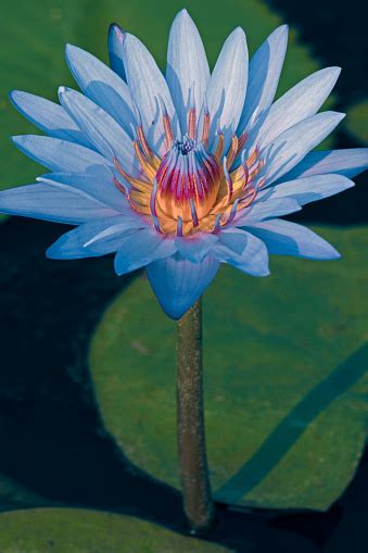 Blue Water Lily Teratai Biru India Nymphaea Nouchali Foto Stok Unduh