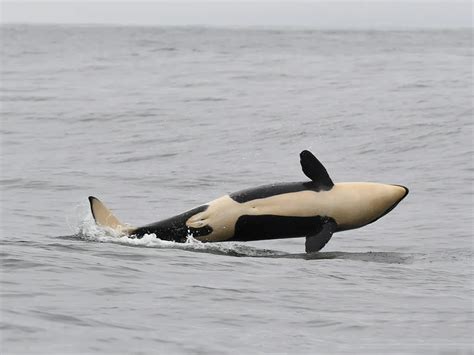 The Last Orca Calf Born To A Pod Of Southern Resident Killer Whales Is