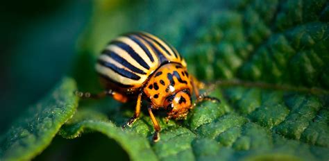 Keep These Garden Pests Out Of Your Garden Part I Health Before It
