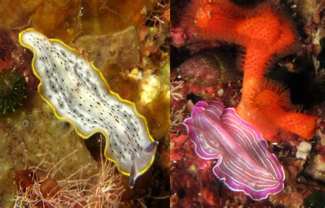 Polyclad Flatworms Atlantis Gozo Dive Centre Malta