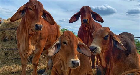 Why American Red Brahman Cattle Should Be In Your Herd Moreno Ranches