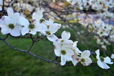 Native Plants For Maryland Gardens Allentuck Landscaping