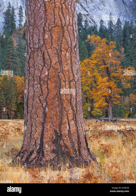 Yosemite National Park Ca Ponderosa Pine Trunk And Black Oaks In El