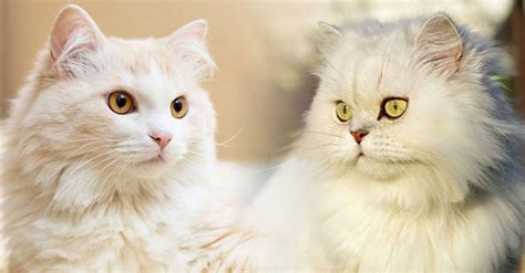 10 Perbedaan Kucing Persia Dan Anggora Mana Yang Bagus Pintarpet