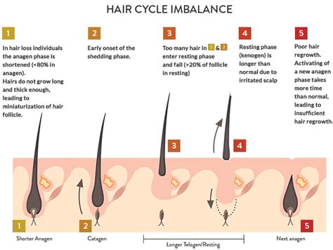 The 4 Amazing Stages Of The Growth Cycles Of Hair By Ruuts Team