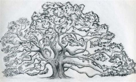 Tree Drawing | 3D Drawing