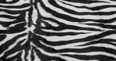 Zebra Fur Fabric Closeup Stock Footage VideoHive