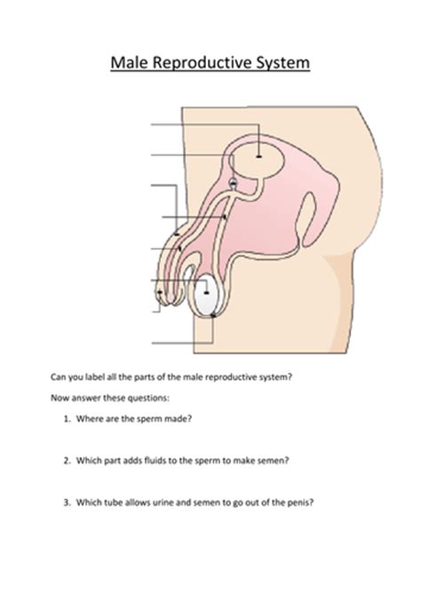 Male And Female Reproductive Systems Labelling Worksheet Teaching