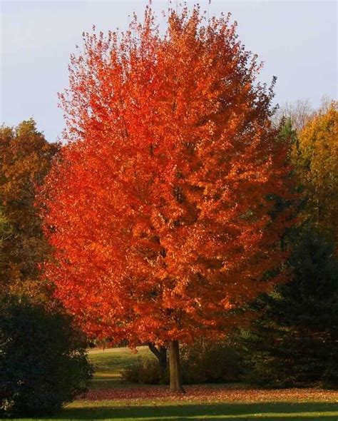 Autumn Blaze Maple Plant Guide