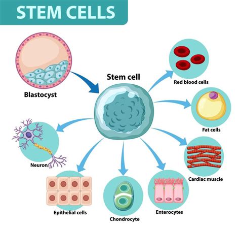What Stem Cell Is And Its Use Geeksforgeeks