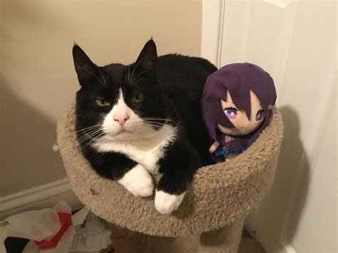 purrfect match : r/DDLC