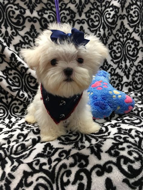 Reed always has beautiful tri color puppies. Maltese Puppies For Sale | Lubbock, TX #220741 | Petzlover