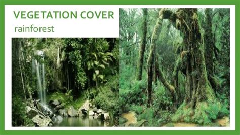 Vegetation Cover Sa Timog Silangang Asya Pinas Lumaki