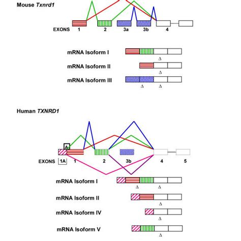 exon 1 alternative splicing pattern in mouse and human thioredoxin download scientific diagram
