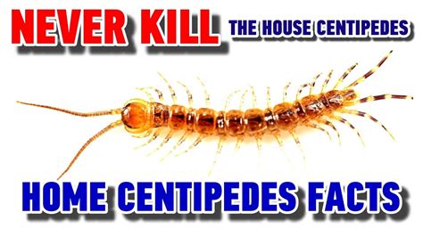 Never Kill The House Centipedes Home Centidedes Facts Youtube