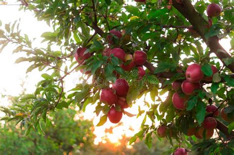 Apple On Trees In Fruit Garden On Sunset Stock Image Image Of Fruit
