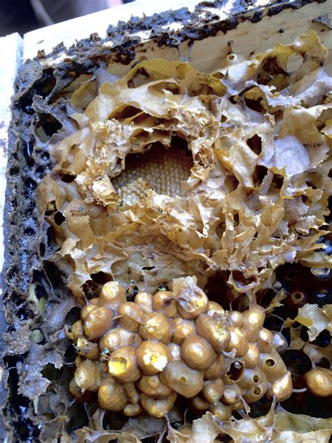Stingless Bee Hive Just So Weird And Amazing Rbeekeeping