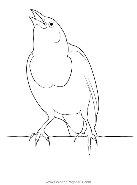 Singing Black Bird Coloring Page For Kids Free New World Blackbirds