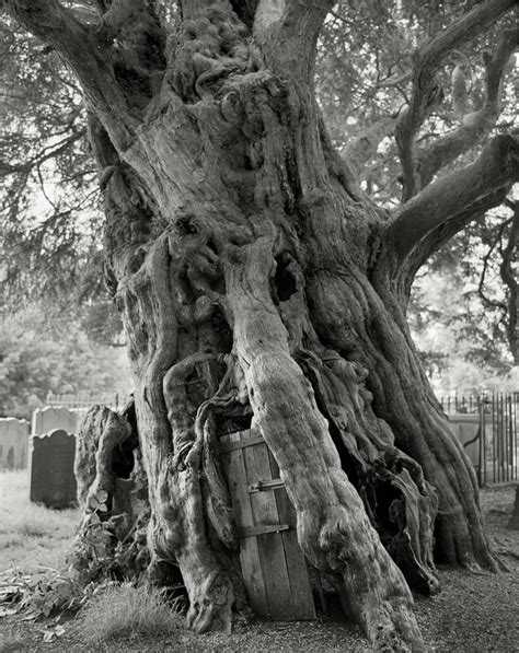 The Most Ancient And Magnificent Trees From Around The World Wired