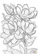 Coloring Magnolia Campbells Printable Magnolias sketch template